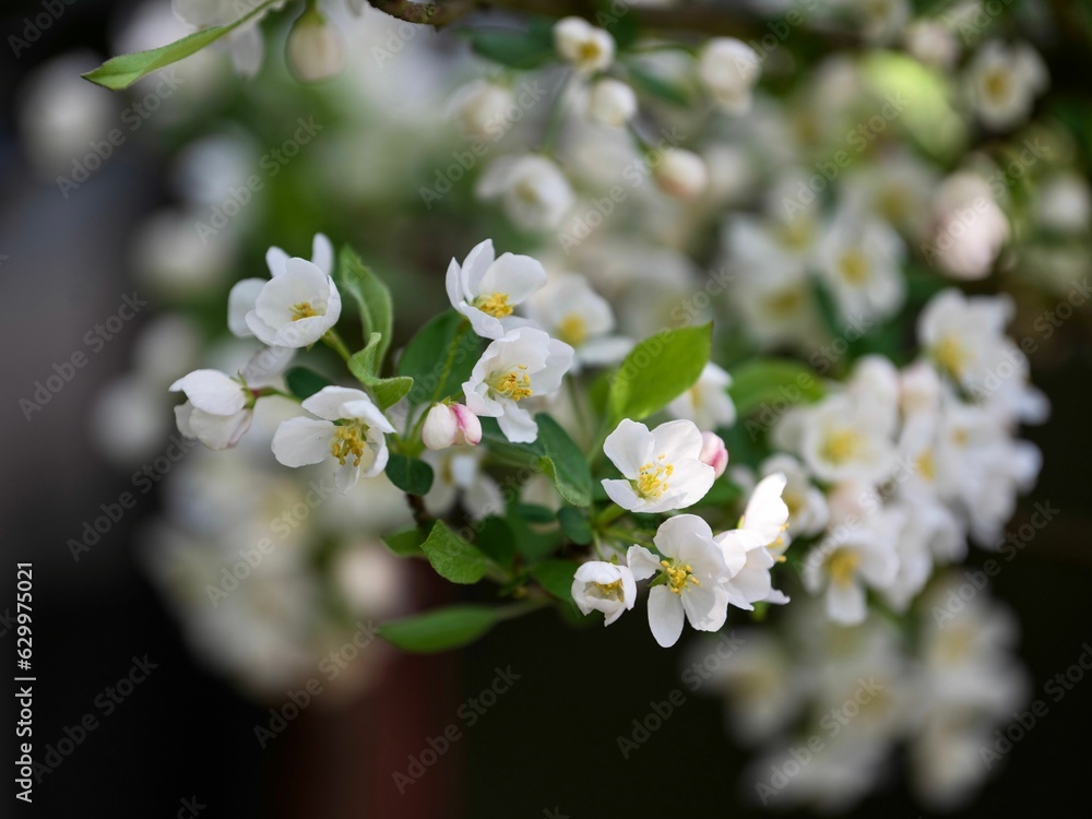 Fototapeta premium Closeup of tree branch with blooming flowers