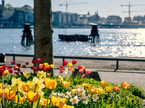 Beautiful outdoor scene a vast array of yellow tulips in full bloom on the shore © Photokrisan/Wirestock Creators