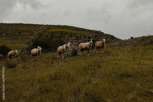 Beautiful shot of sheep grazing on a misty rural valley