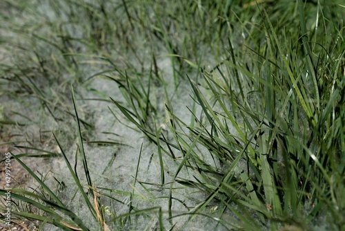 Pollen flight in summer bad for allergy