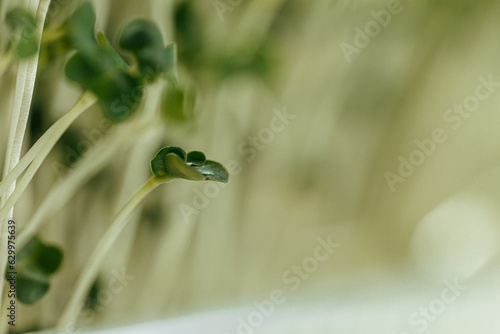 Close-up of young green sprouts of micro greens © fotofabrika