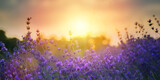 Art Wild flowers in a meadow at sunset. Macro image, shallow depth of field. Abstract august summer nature background