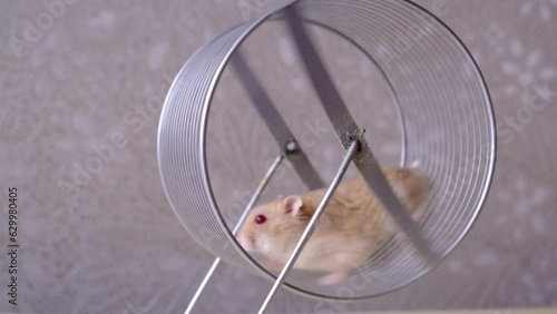 A cute hamster runs in a wheel. The concept of running in a circle, useless futile movement. Dzungarian hamster. Red hamster with red eyes is a favorite pet. photo