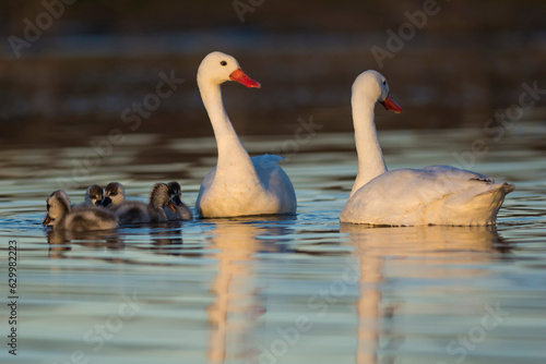 Coscoroba swan with cygnets swimming in a lagoon   La Pampa Province  Patagonia  Argentina.