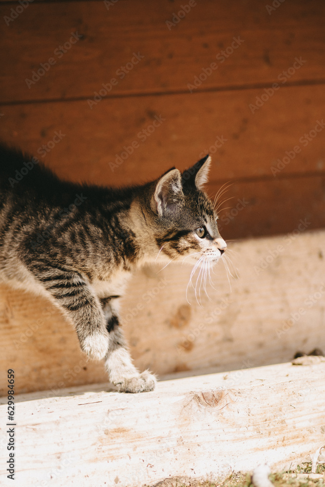 Młody prążkowany kot z profilu - obrazy, fototapety, plakaty 