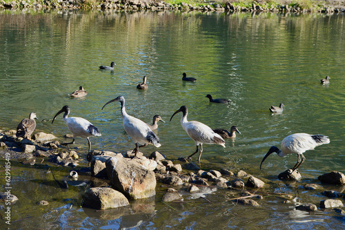 Photography White ibis birds in a pond in western Sydney, Australia