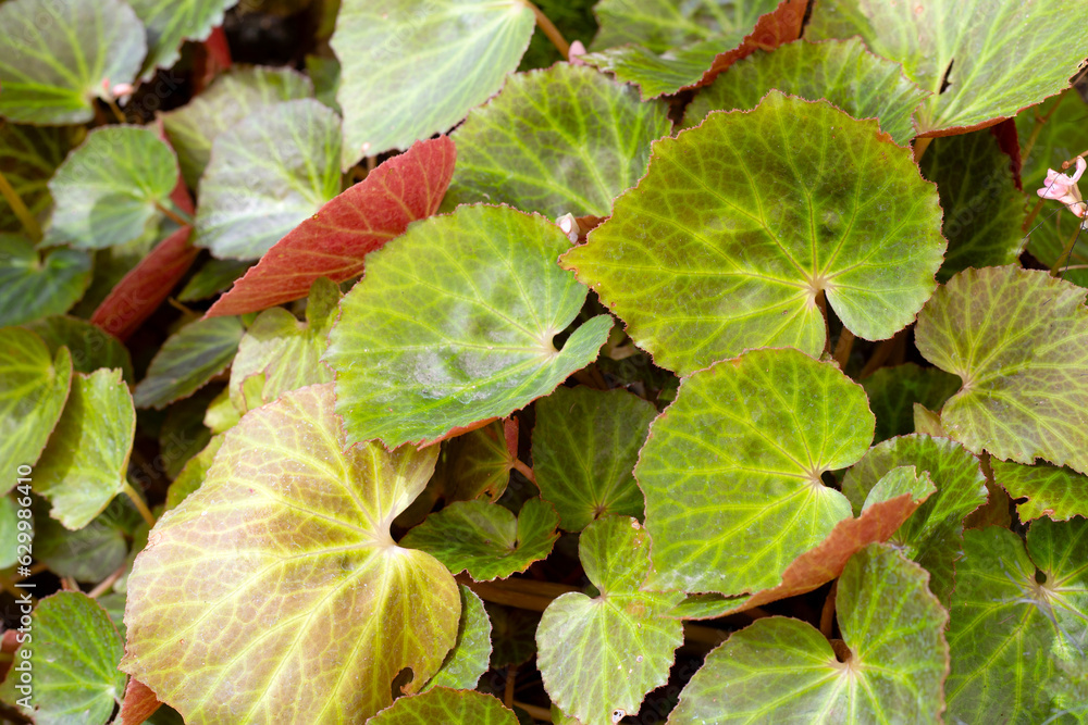 Begonia plants in the garden Begonia plants in the garden