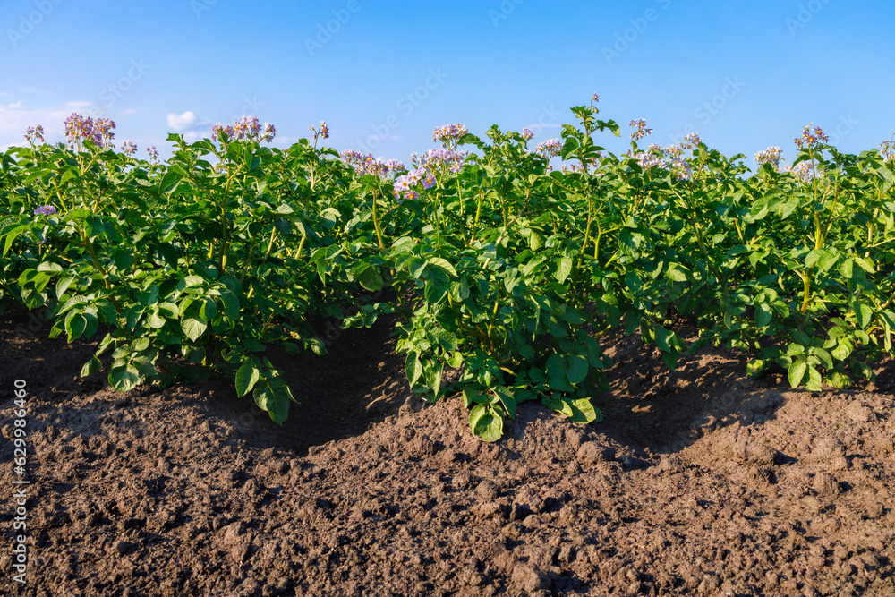 closeup of blooming potato field with pink flowers closeup of blooming potato field with pink flowers