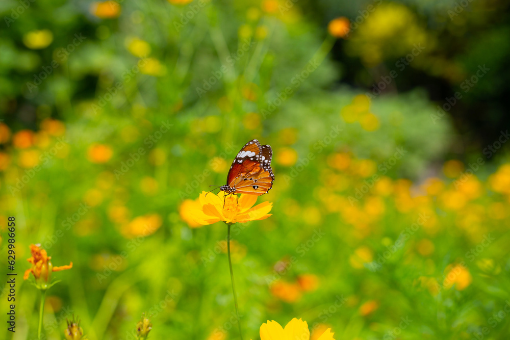 Butterfly with orange sulfur cosmos or yellow cosmos flower. Butterfly with orange sulfur cosmos or yellow cosmos flower.