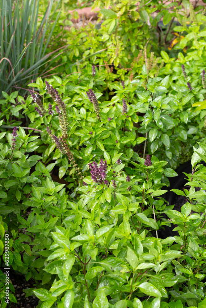 Sweet basil with lemongrass in herb garden Sweet basil with lemongrass in herb garden