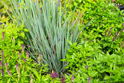 Sweet basil with lemongrass in herb garden