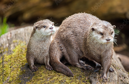 Couple of Otters relax on a tree log, near a water pool