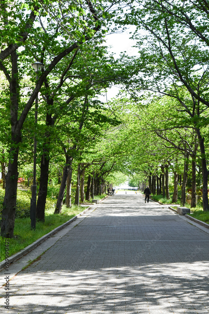 Fototapeta premium 街路樹