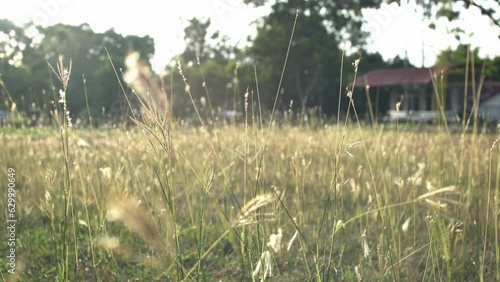 grass in the wind