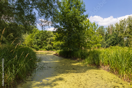 A pond on which water blooms. There are trees and grass around the pond. The sky is blue.