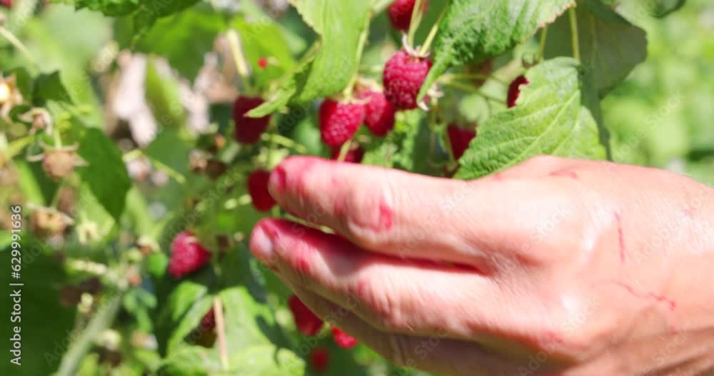Picking raspberries in the orchard. Close up of female hand picking berries juicy ripe fruit, slow motion. Bright sunny summer day Picking raspberries in the orchard. Close up of female hand picking berries juicy ripe fruit, slow motion. Bright sunny summer day