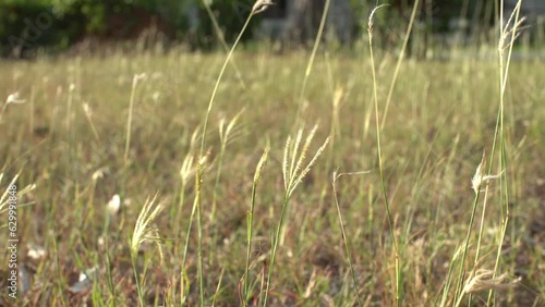 slow motion grass in the wind 