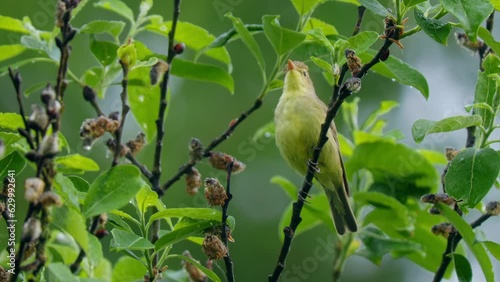Icterine warbler (Hippolais icterina) singing in a tree, bird song photo