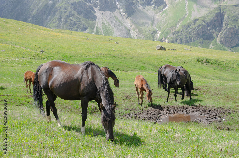 a herd of wild horses grazing in a green mountain valley.