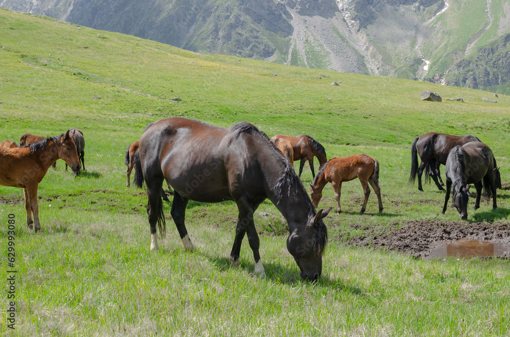 a herd of wild horses grazing in a green mountain valley.