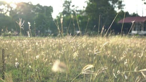 morning in the field