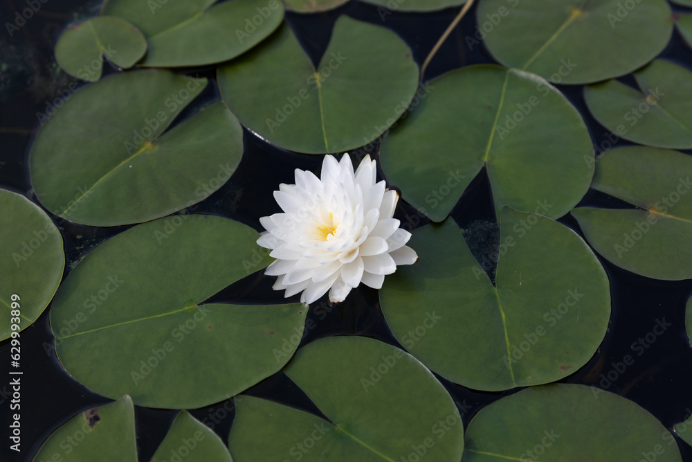 Pink lotus flower is blooming in the pond with beautiful leaf in beautiful day with selective focus. Pink lotus flower is blooming in the pond with beautiful leaf in beautiful day with selective focus.
