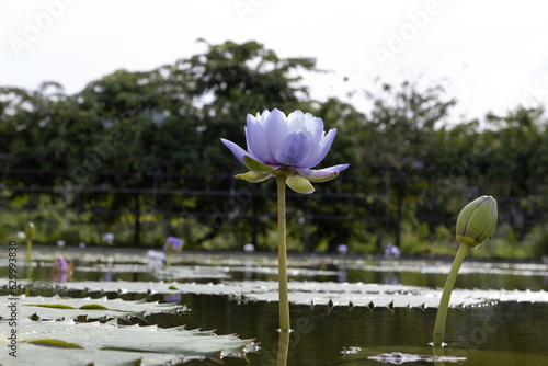 Purple lotus flower is blooming in the pond with beautiful leaf in beautiful day with selective focus.