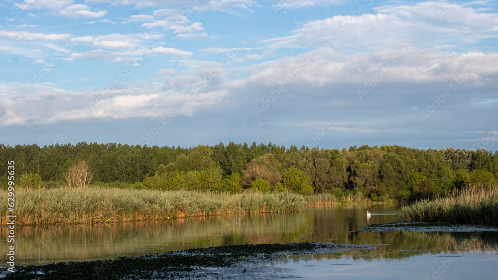 white swan on a lake. forest landscape. white swan on a lake. forest landscape.