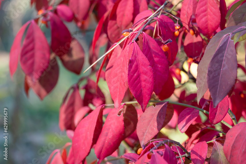 Red leafs of euonymus alatus in garden autumn close-up. Winged euonymus decorative plant with bright leaves of family celastraceae. Burning bush of leaves winged spindle. Foliage ornamental shrub. photo