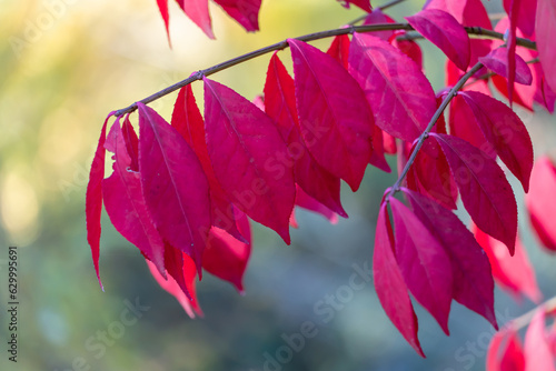 Red leafs of euonymus alatus in garden autumn close-up. Winged euonymus decorative plant with bright leaves of family celastraceae. Burning bush of leaves winged spindle. Foliage ornamental shrub. photo