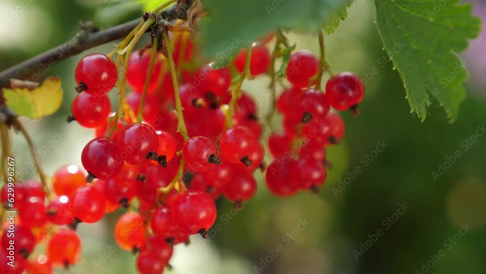 Ripe red currant at the garden, closeup. Autumn harvest Ripe red currant at the garden, closeup. Autumn harvest