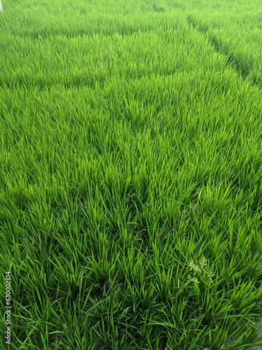 he Rice plants that are still green in the field look fresh in the morning