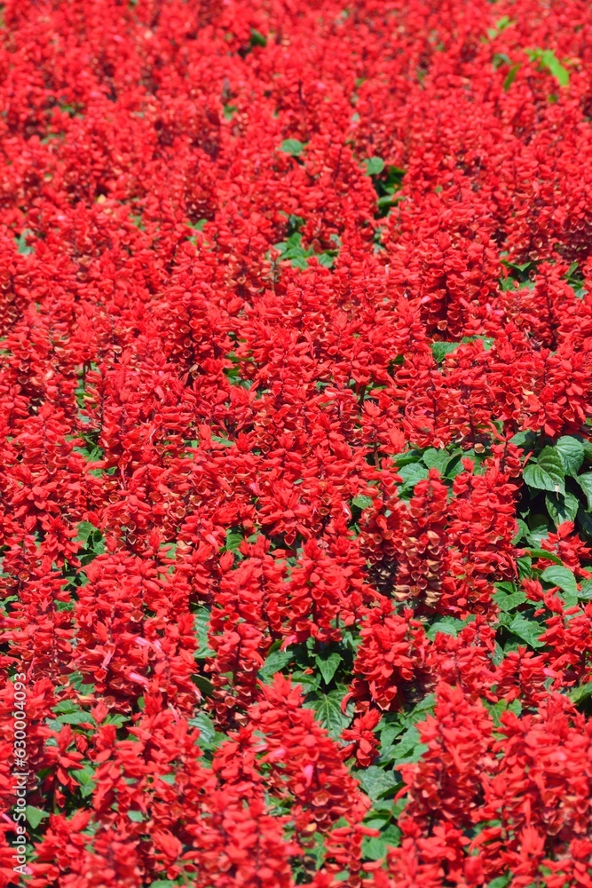 Parterre con flores rojas en Ptuj, Eslovenia