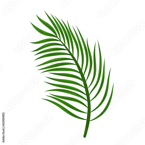 Coconut leaves or green plam leaves transparent background