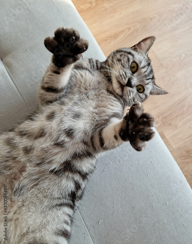 Eine graue Britisch Kurzhaar Jungkatzendame