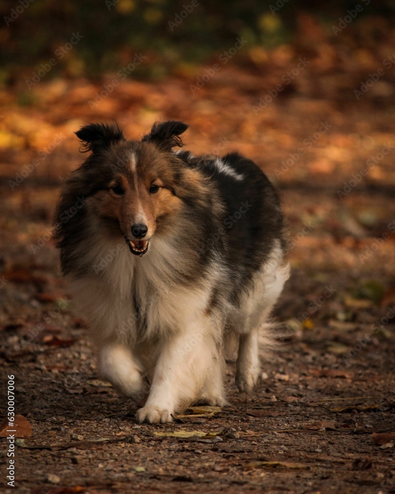 Shettland Sheepdog dog runs through the autumn leaves on the ground Shettland Sheepdog dog runs through the autumn leaves on the ground