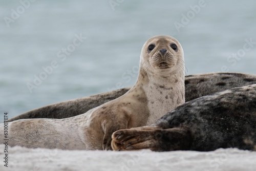 Young grey seal looking at the camera with its big round eyes.
