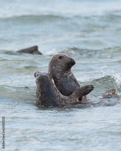 Closeup of cute chunky seals swimming in the sea with a blurry background © Inerro Land: Outdoor & Wildlife Experiences/Wirestock Creators