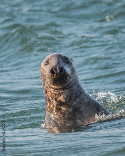 Closeup of a cute seal swimming in the sea on a sunny day with a blurry background © Inerro Land: Outdoor & Wildlife Experiences/Wirestock Creators
