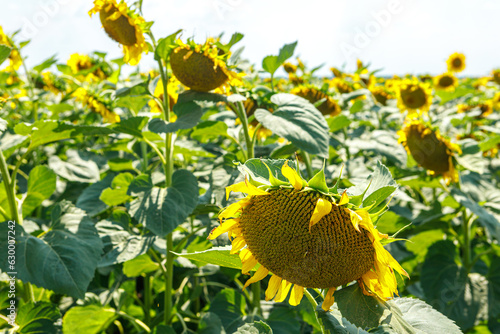 Fotografie Ripe sunflowers in the field on a bright sunny day.
