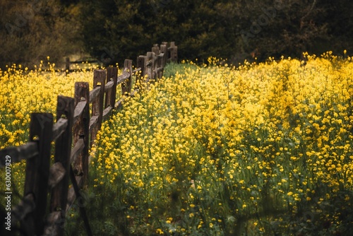 Fence in a field of wildflowers in Camarillo, California photo
