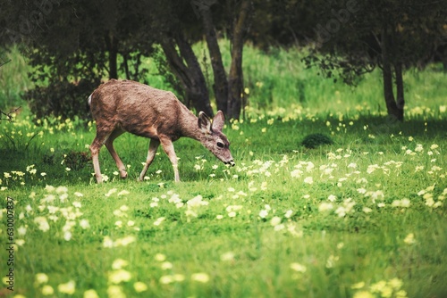 Deer in a field of wildflowers in Camarillo, California photo