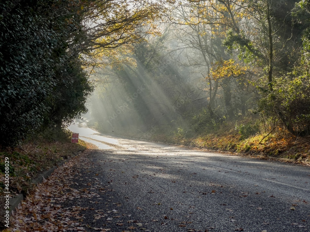 sunlight is shining over the woods on the road that winds through