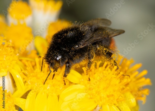 Closeup shot of a bumblebee on a yellow flower.