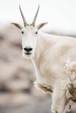 a close up of a goat with horns and large hair