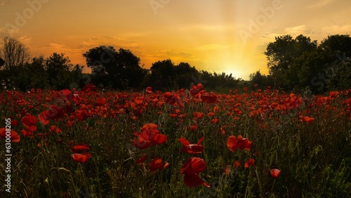 a field with a sun set in the background of poppies