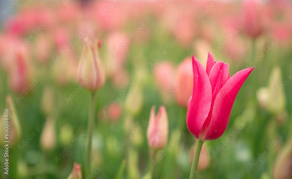 Closeup of vibrant and colorful tulips in a lush green on a sunny day with a blurry background Closeup of vibrant and colorful tulips in a lush green on a sunny day with a blurry background