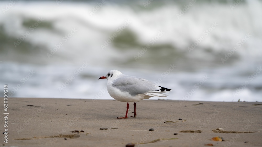 Closeup of a seagull standing on the shoreline of a beach Closeup of a seagull standing on the shoreline of a beach