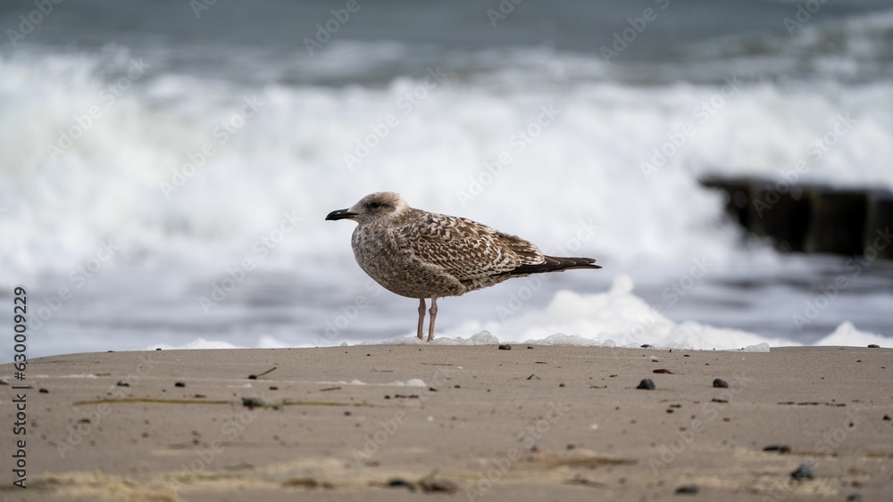 A closeup shot of a European herring gull on the beach shore A closeup shot of a European herring gull on the beach shore