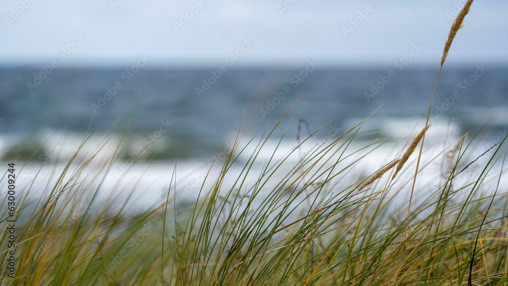 Beautiful landscape of a beach with lush green grass in the foreground